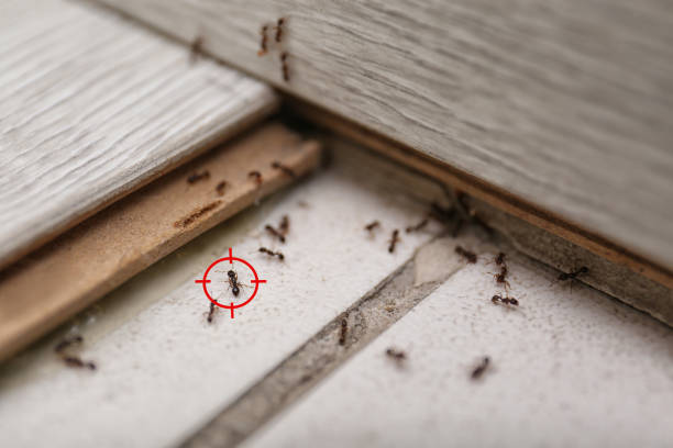 Keene, NH Pest Control Company